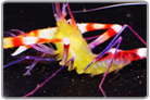 Yellow Coral Banded Shrimp